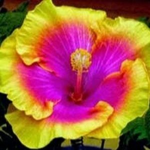 Meet your Posher, Carly